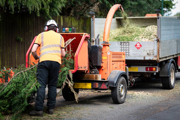 Best Tree Risk Assessment  in La Blanca, TX